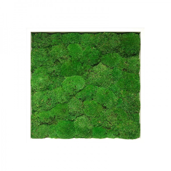 Painting made of preserved cushion  moss medium green in a 50x50cm white wooden frame